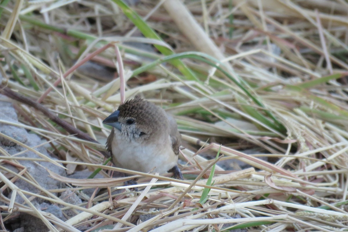 Indian Silverbill - ML614305527