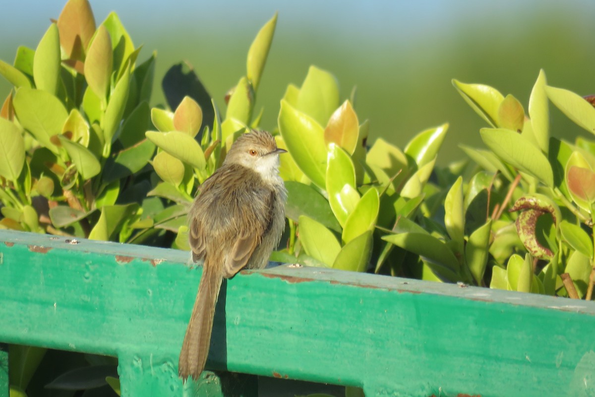 Graceful Prinia - ML614305535