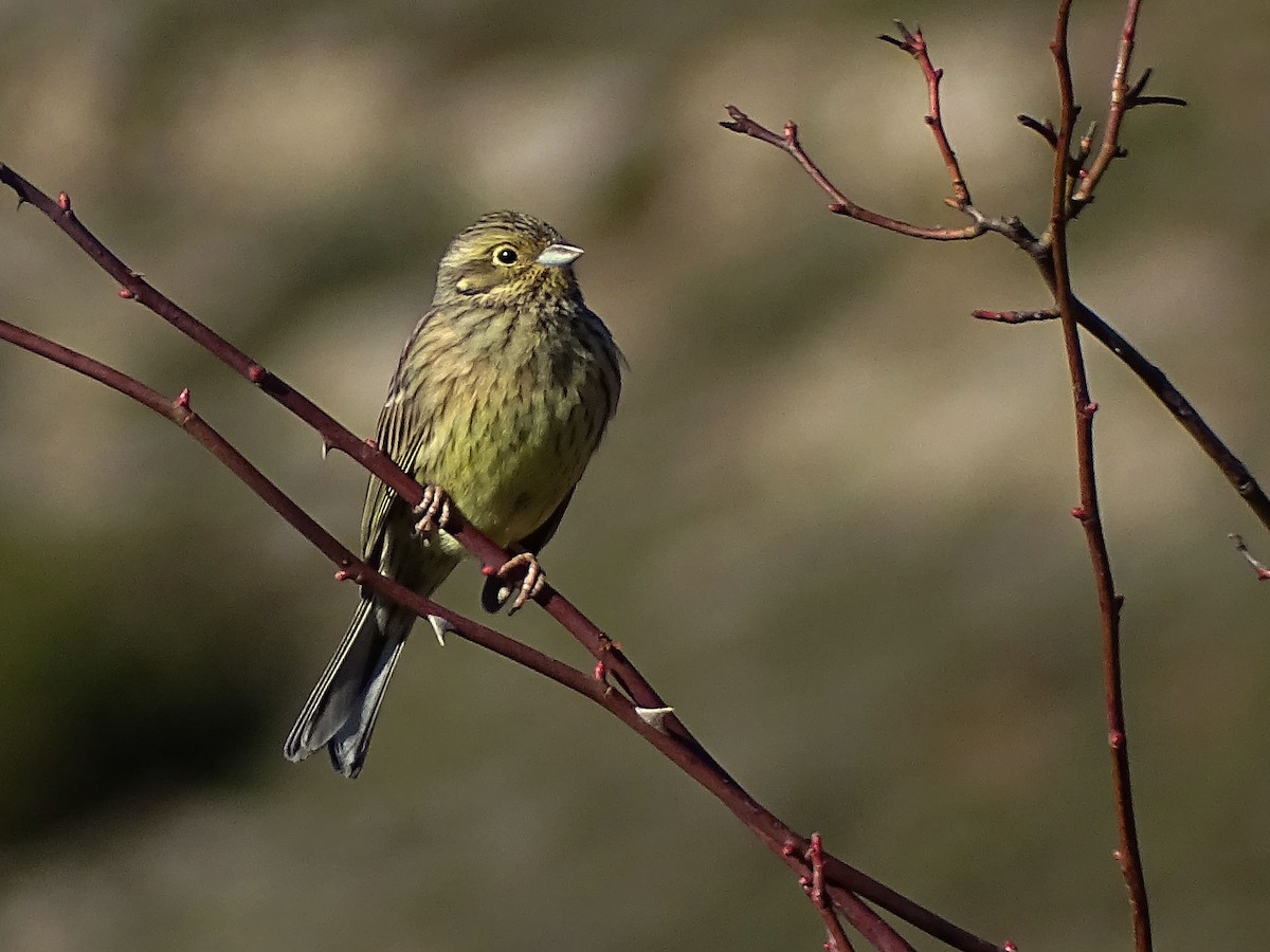 Cirl Bunting - José  Velasco