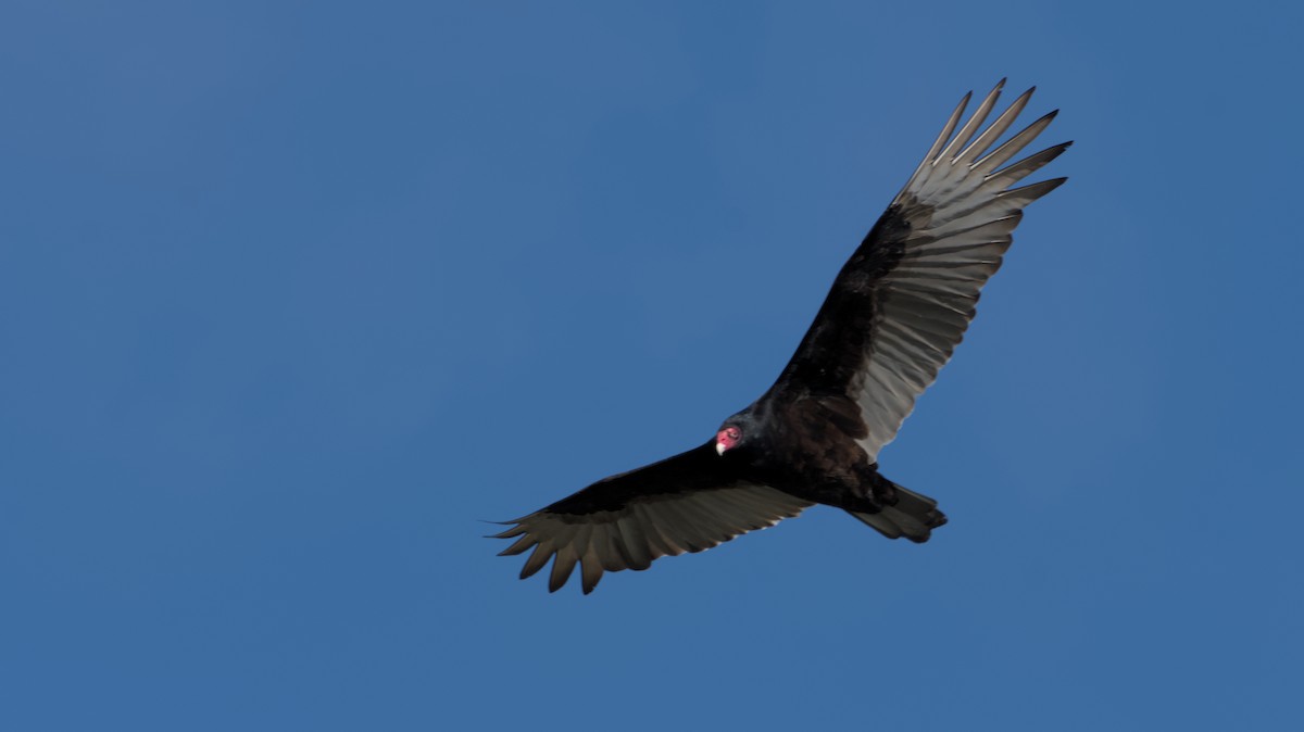 Turkey Vulture - Robert Howard