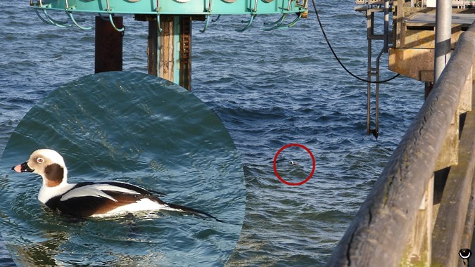 Long-tailed Duck - ML614305717