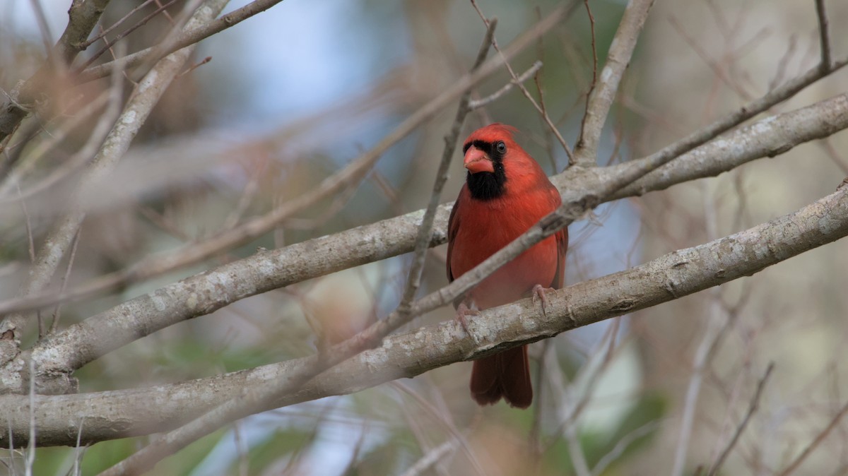 Cardinal rouge - ML614305748