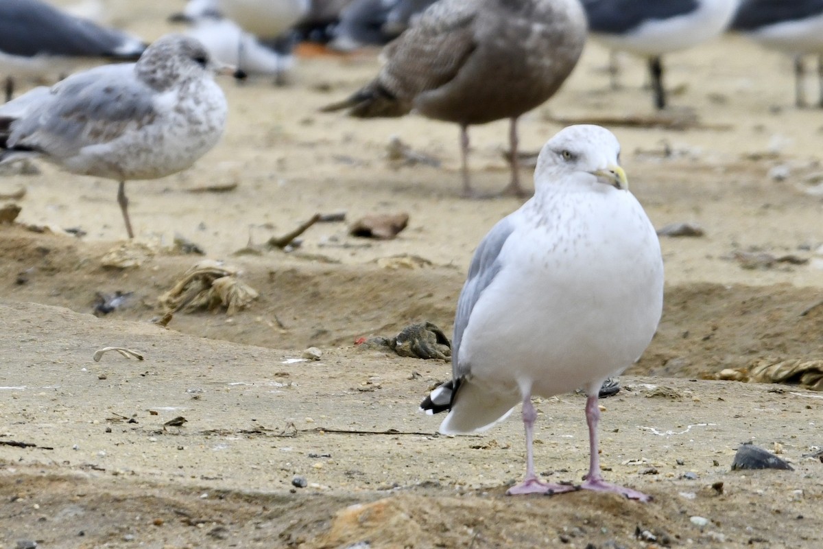 Ring-billed Gull - ML614305808