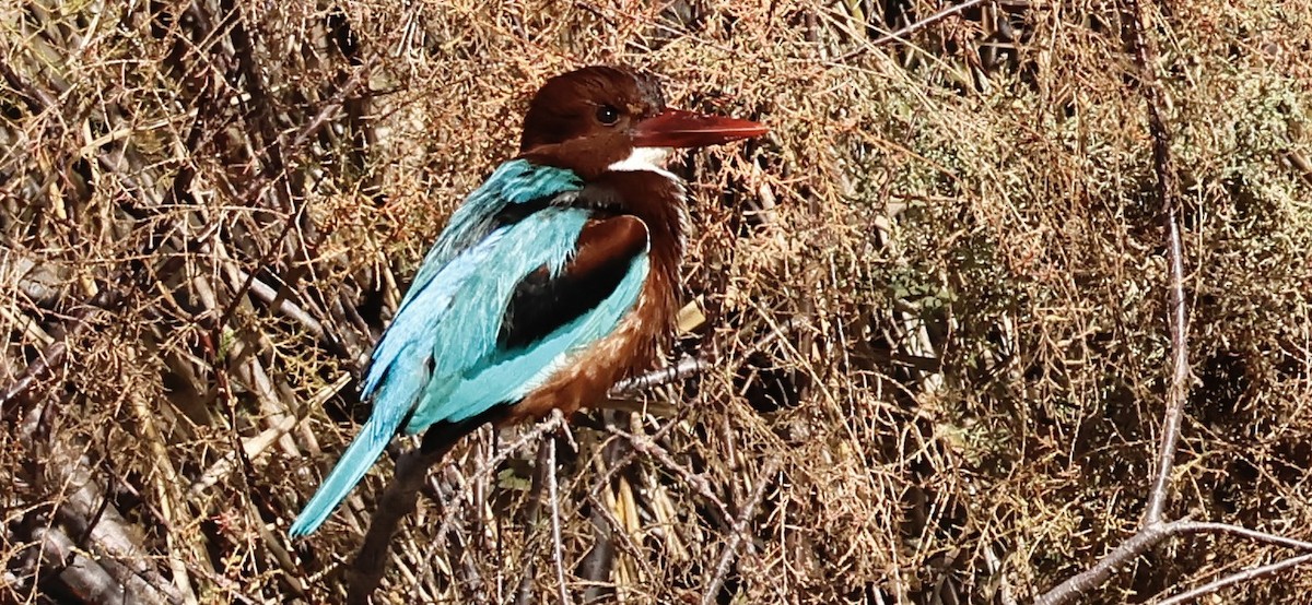 White-throated Kingfisher - ML614305847