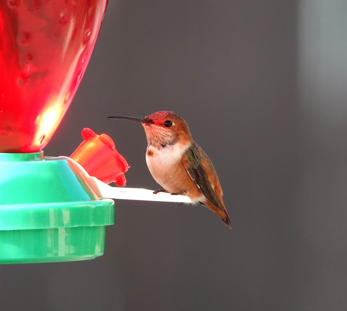 Colibrí de Allen - ML614305913