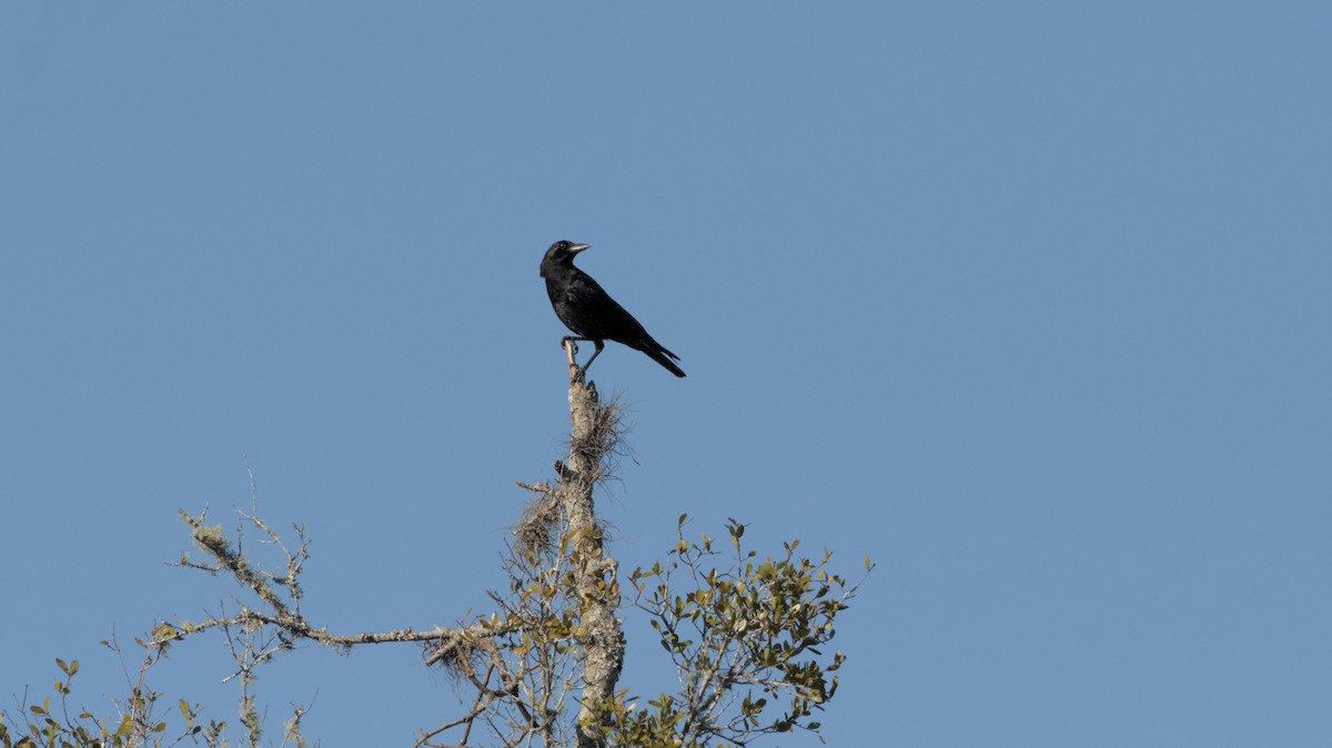 American Crow - Robert Howard