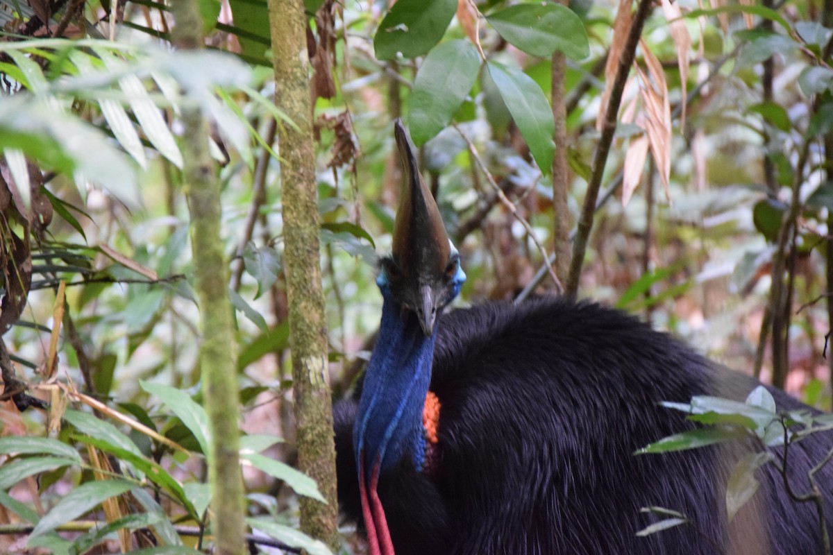 Southern Cassowary - Jeff Daley