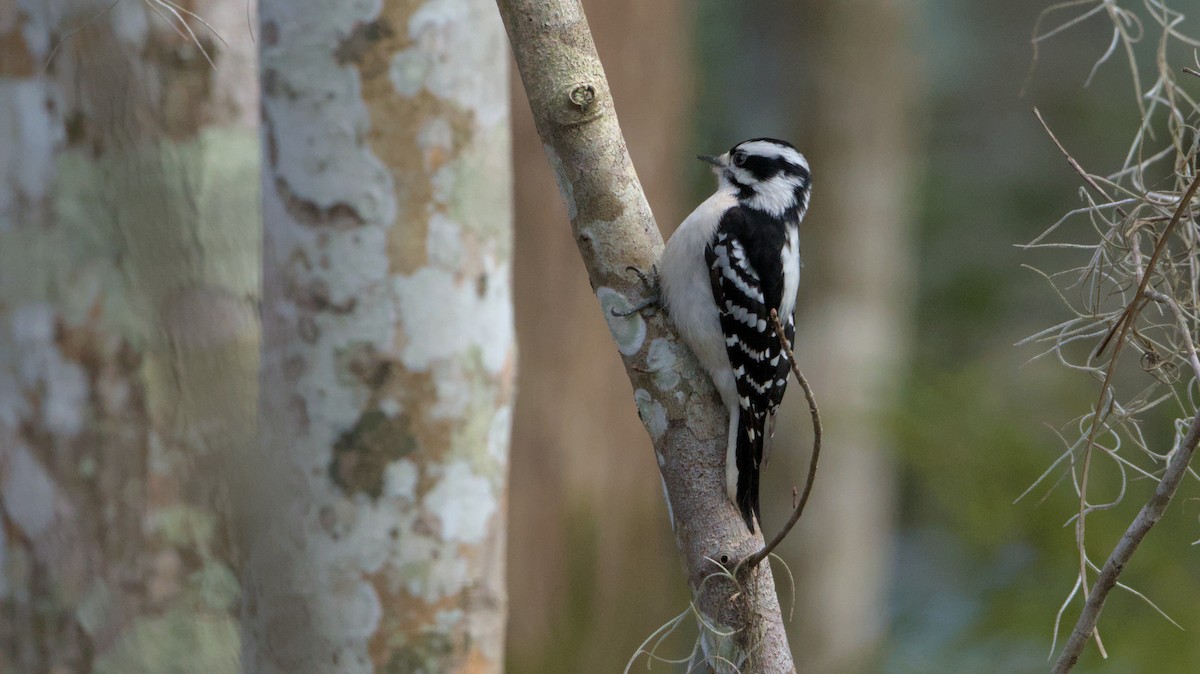 Downy Woodpecker - Robert Howard