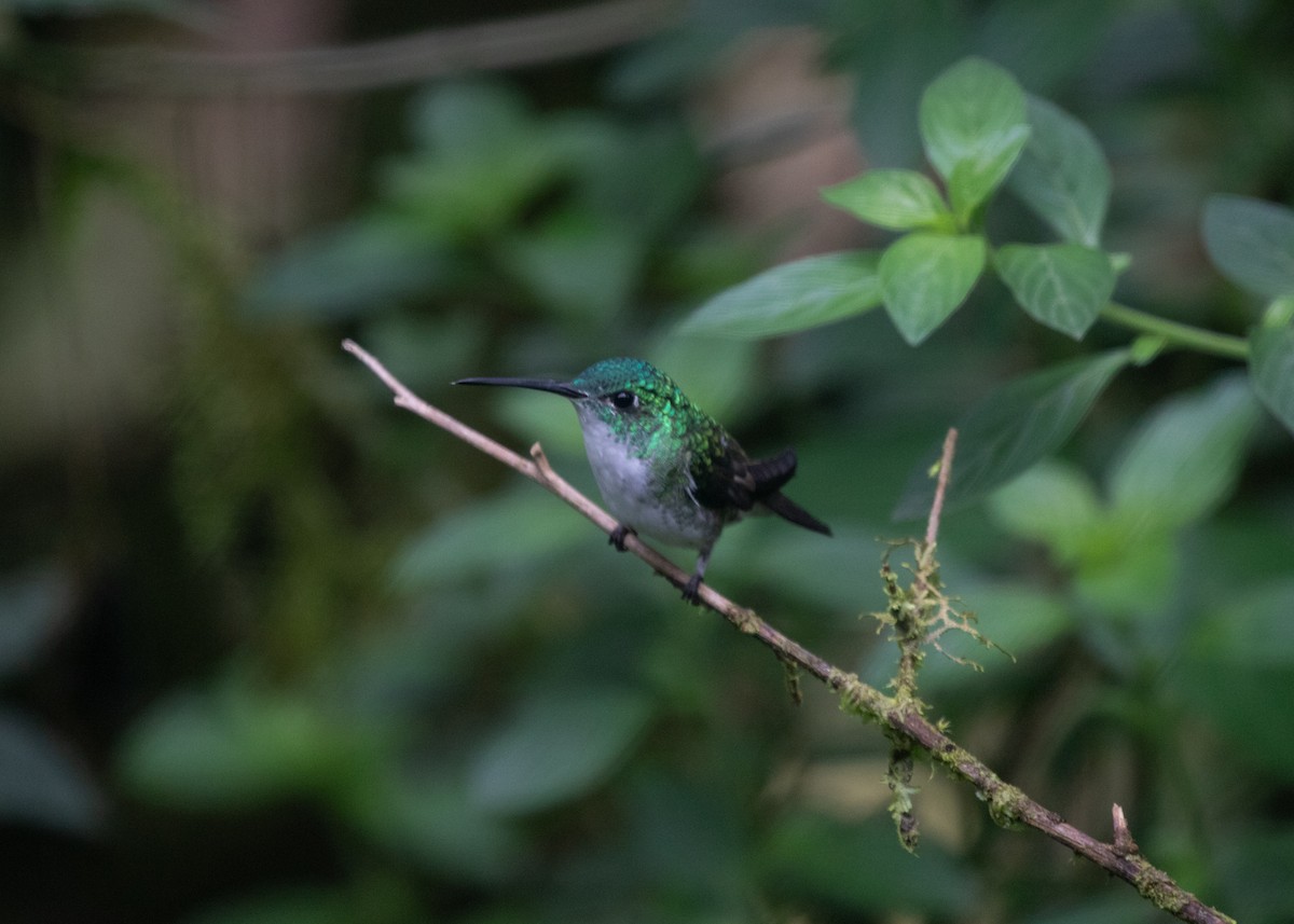 Andean Emerald - ML614306149