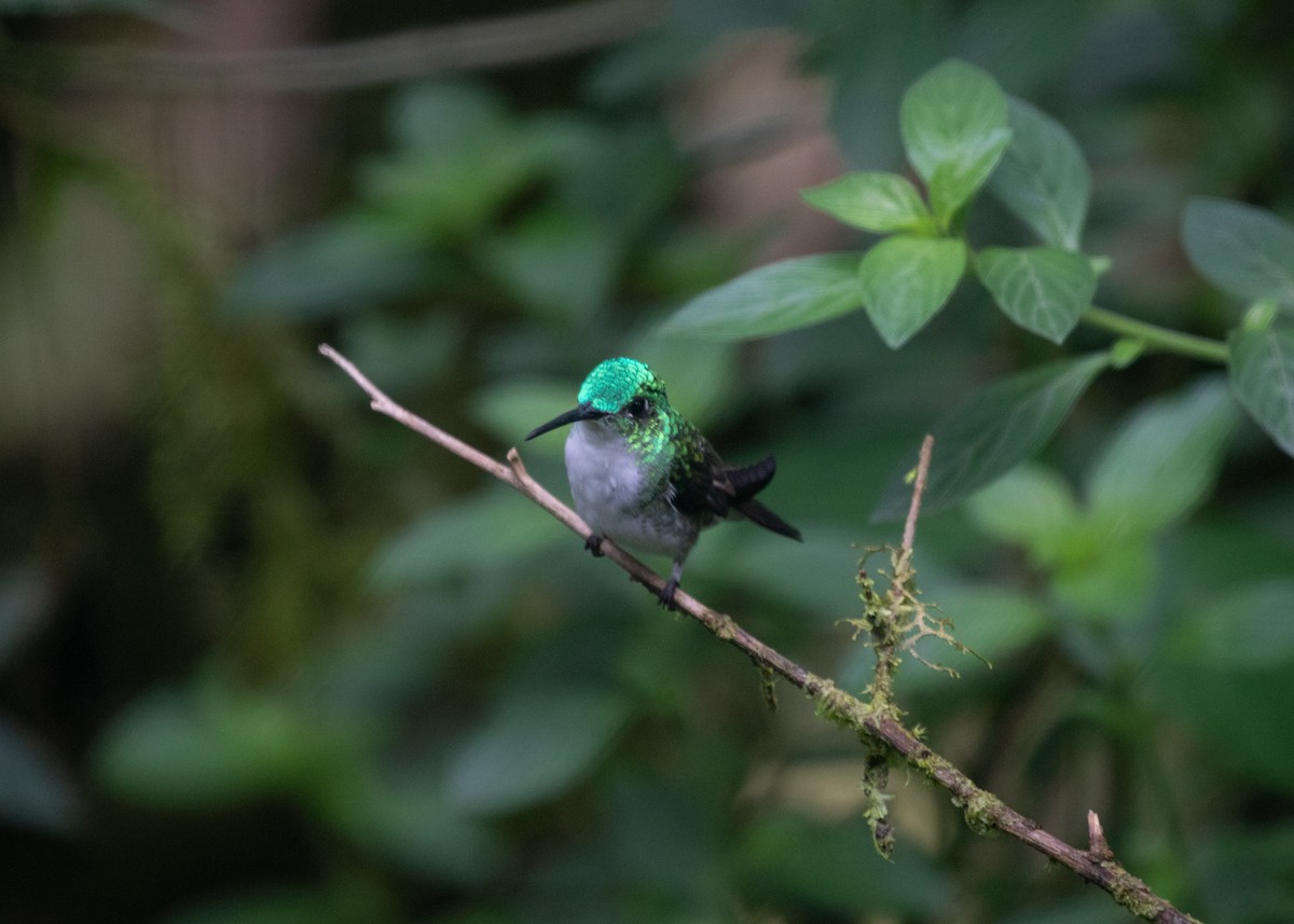 kolibřík andský - ML614306150