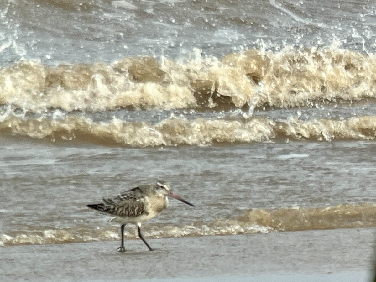 Bar-tailed Godwit - ML614306271