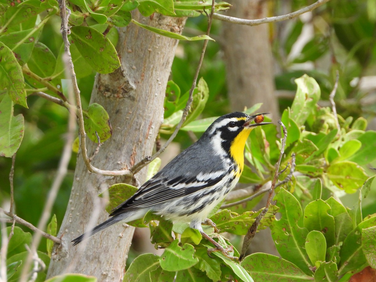 Yellow-throated Warbler - ML614306312