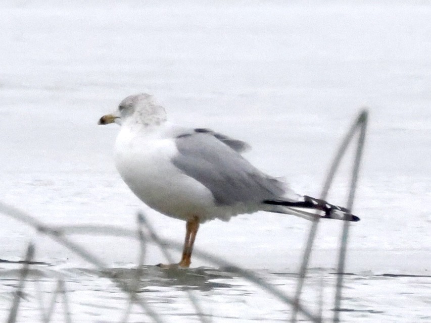 racek kroužkozobý - ML614306434