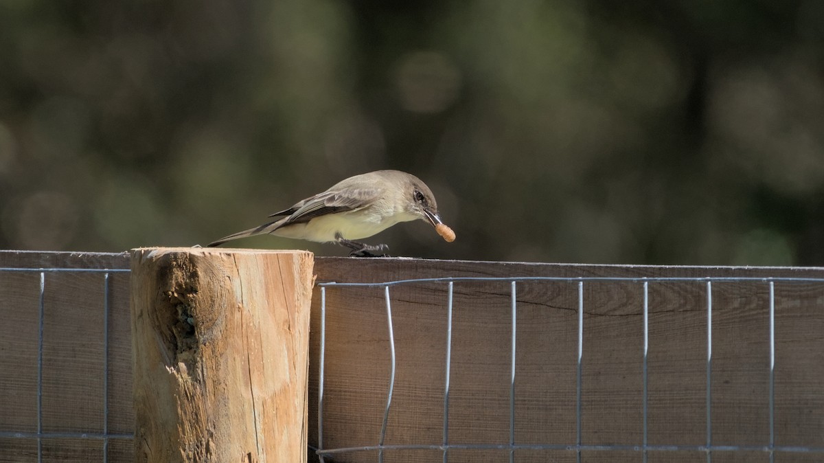 Eastern Phoebe - ML614306436