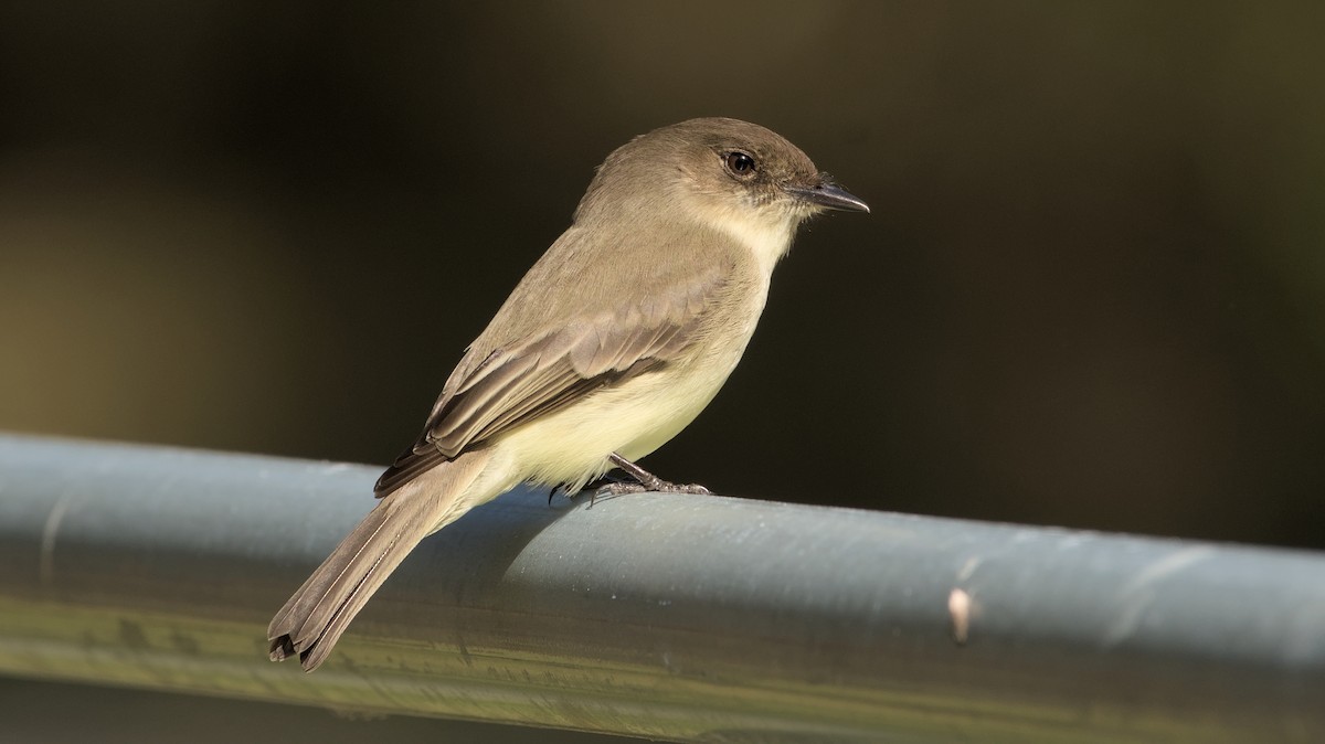 Eastern Phoebe - ML614306450