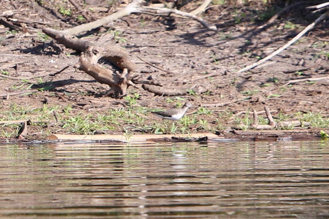 Green Sandpiper - ML614306538