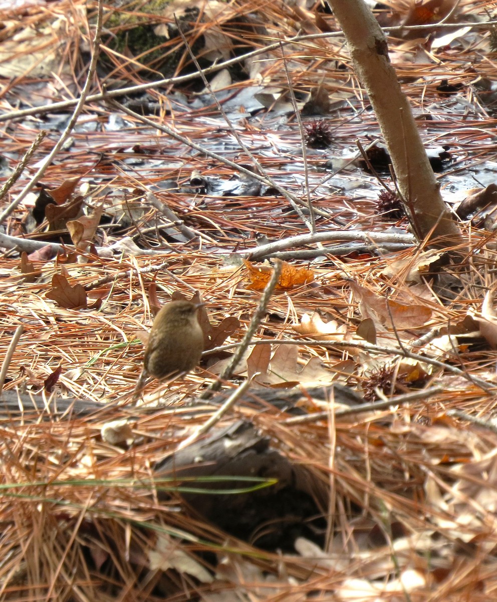 Winter Wren - ML614306601