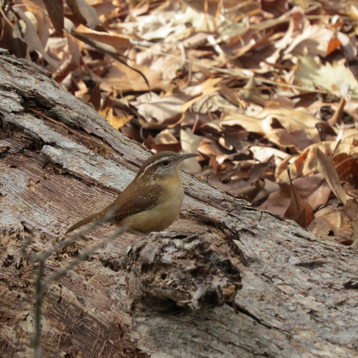 Carolina Wren - ML614306622