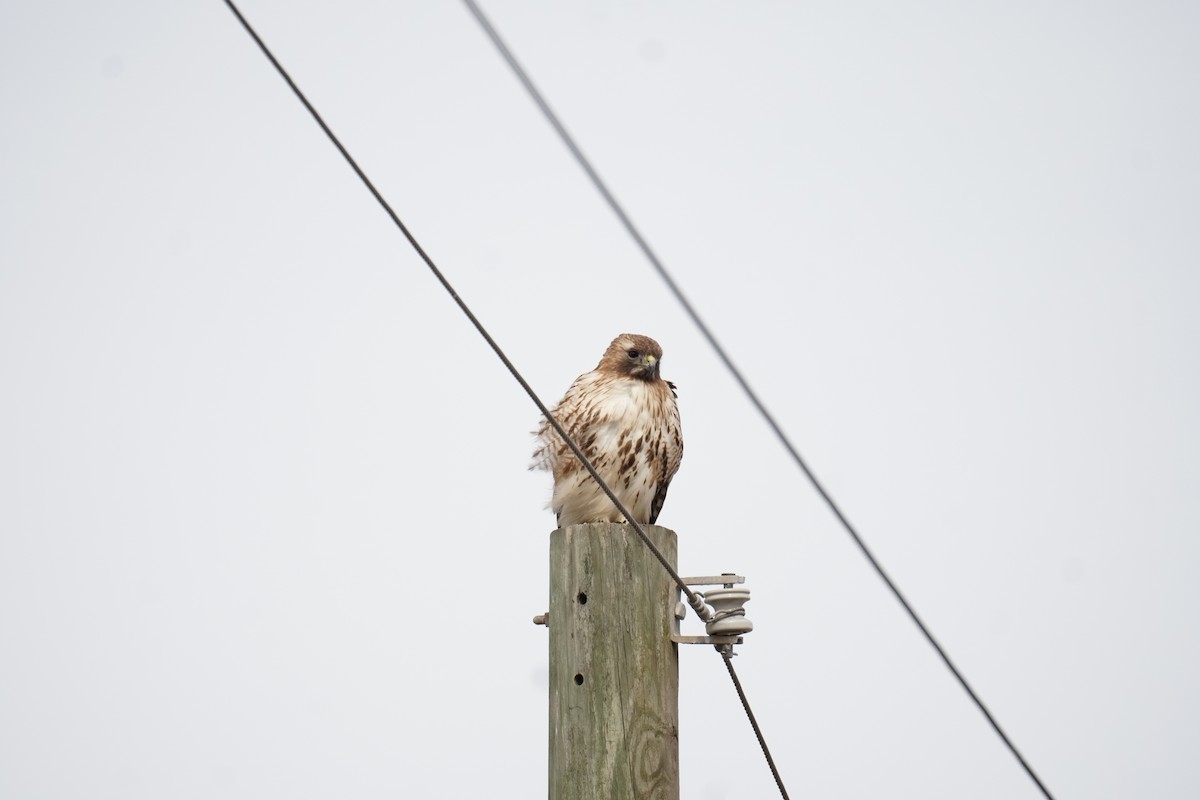 Red-tailed Hawk - ML614306692