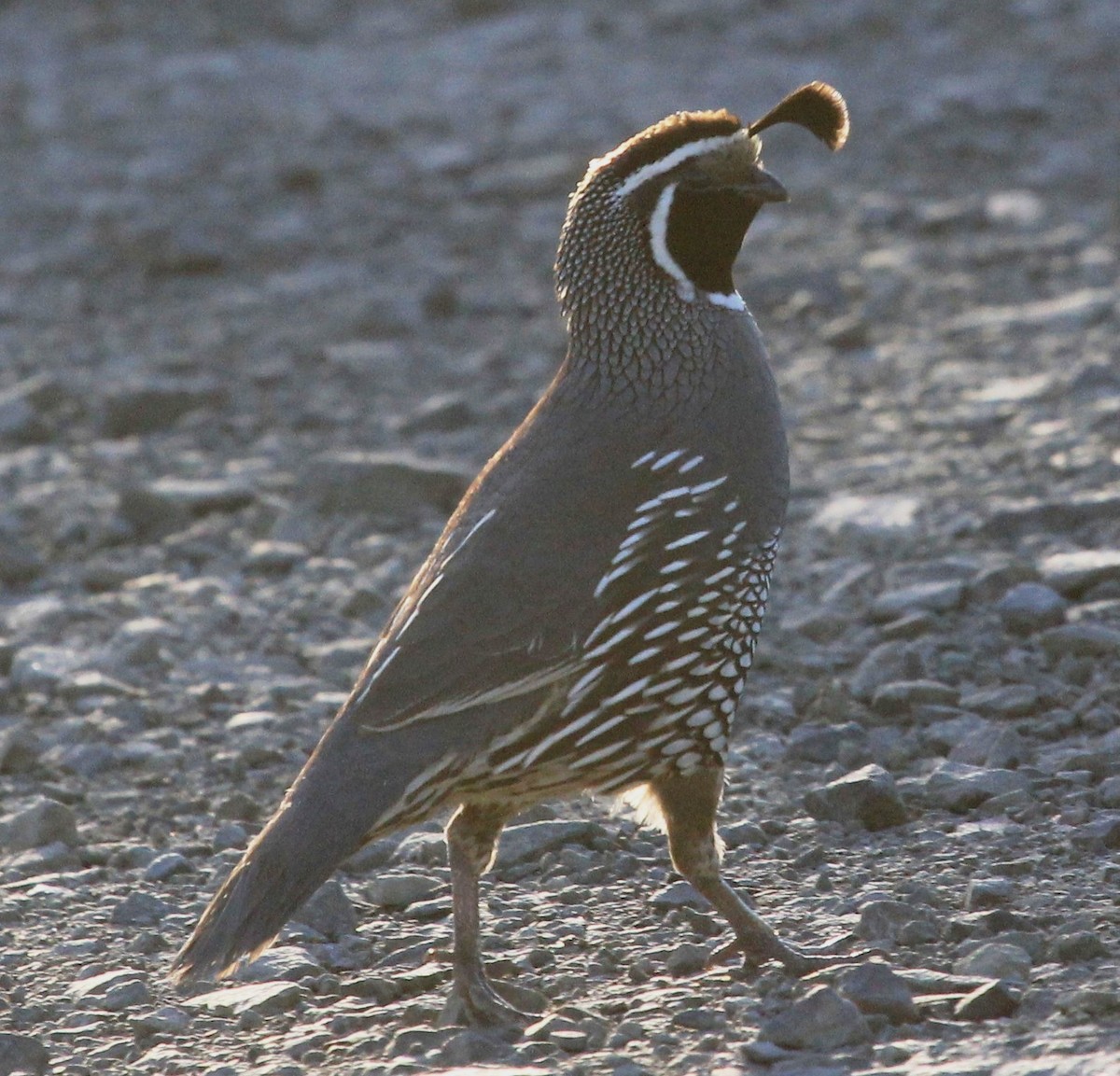 California Quail - ML61430671