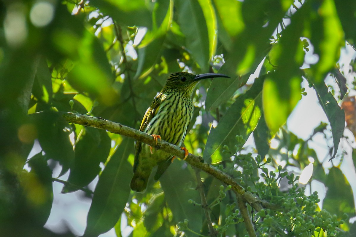 Streaked Spiderhunter - Rashedul Karim