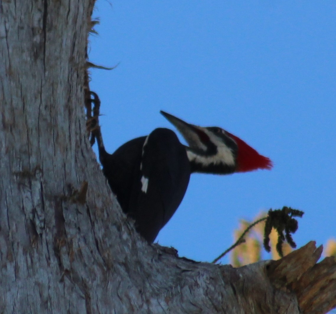 Pileated Woodpecker - Mitch Foret