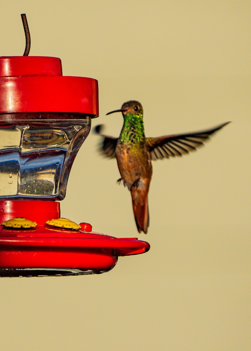 Buff-bellied Hummingbird - ML614306835
