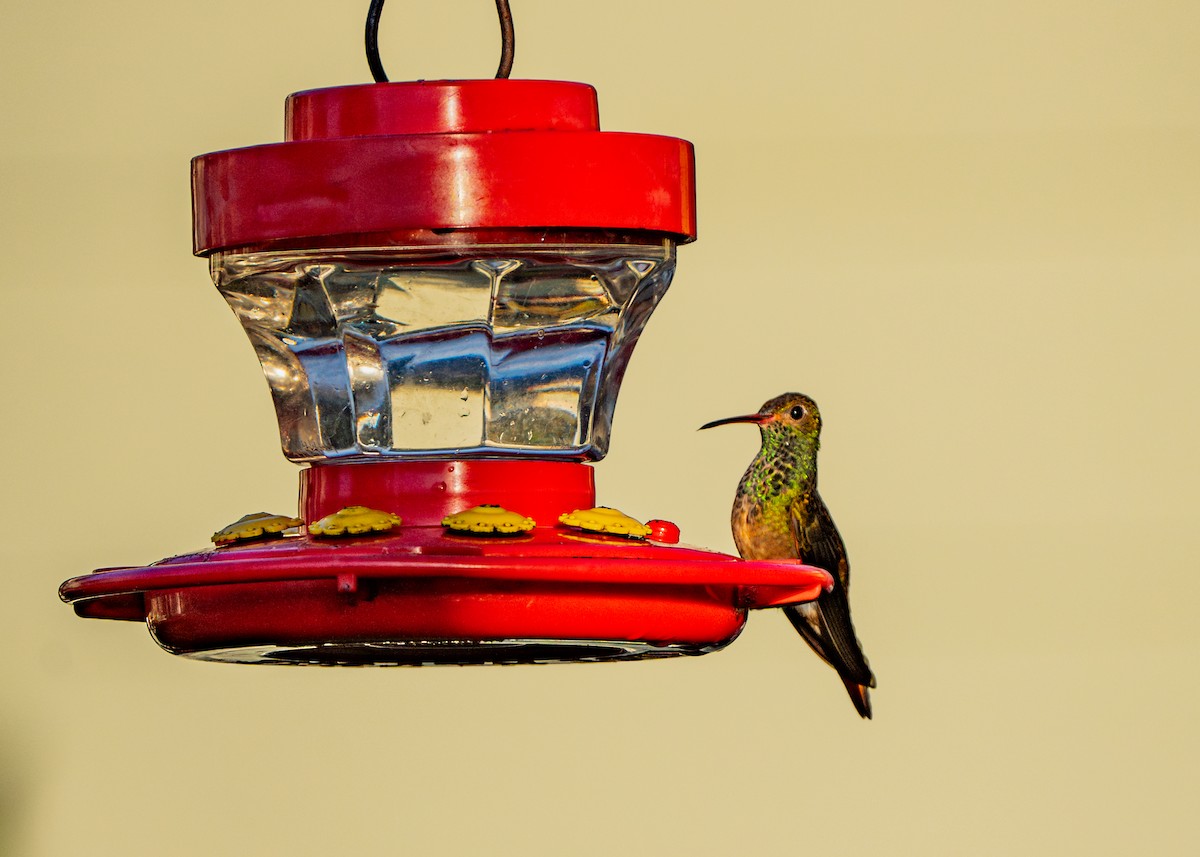 Buff-bellied Hummingbird - ML614306836