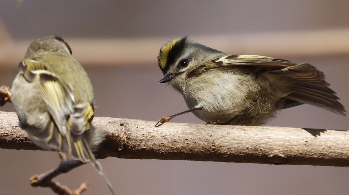 Golden-crowned Kinglet - ML614306843