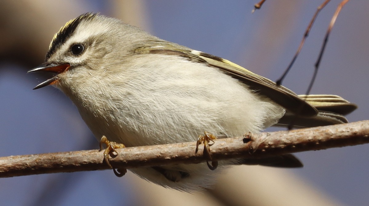 Golden-crowned Kinglet - ML614306844