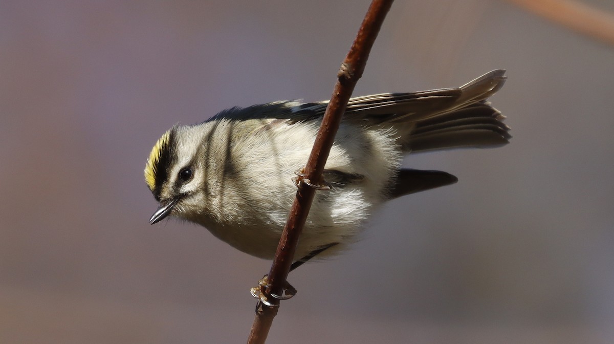 Golden-crowned Kinglet - ML614306845