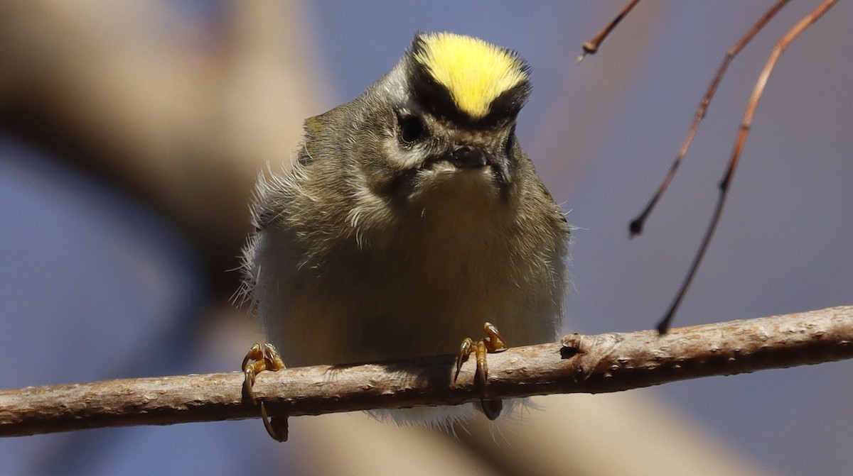 Golden-crowned Kinglet - ML614306846