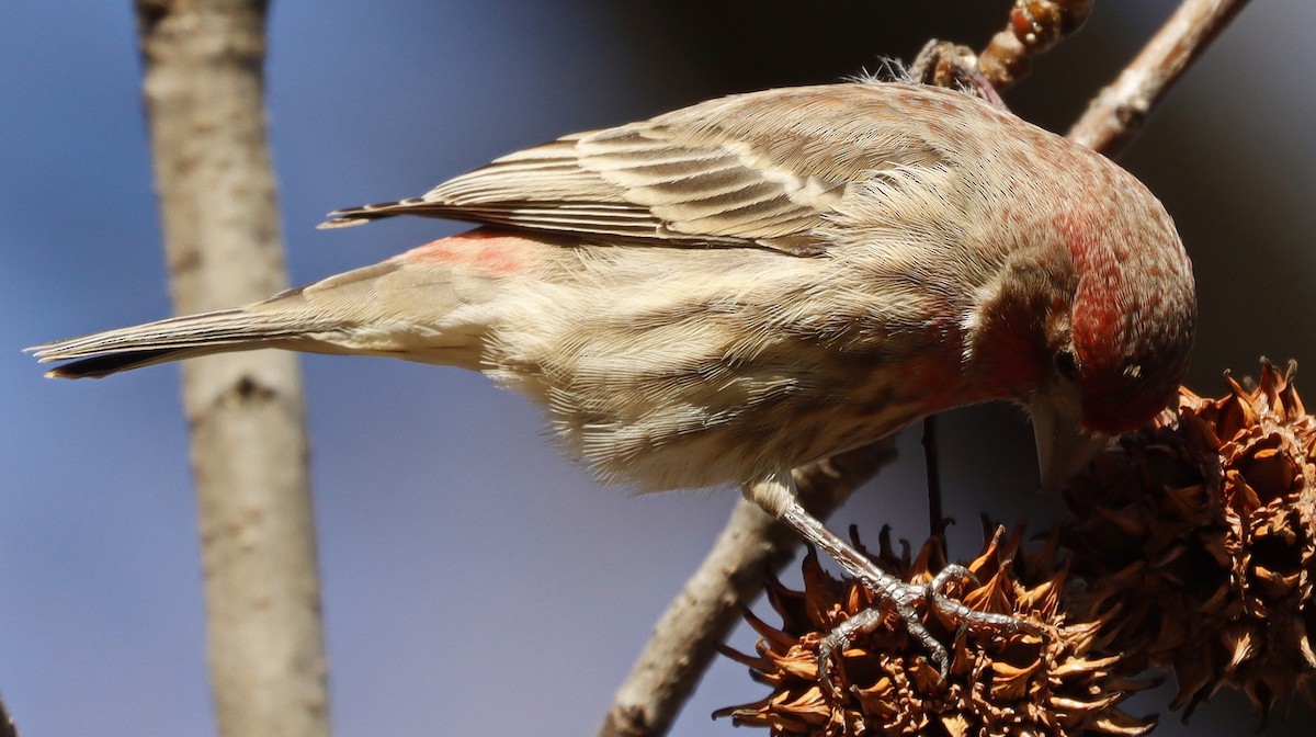 House Finch - ML614306856