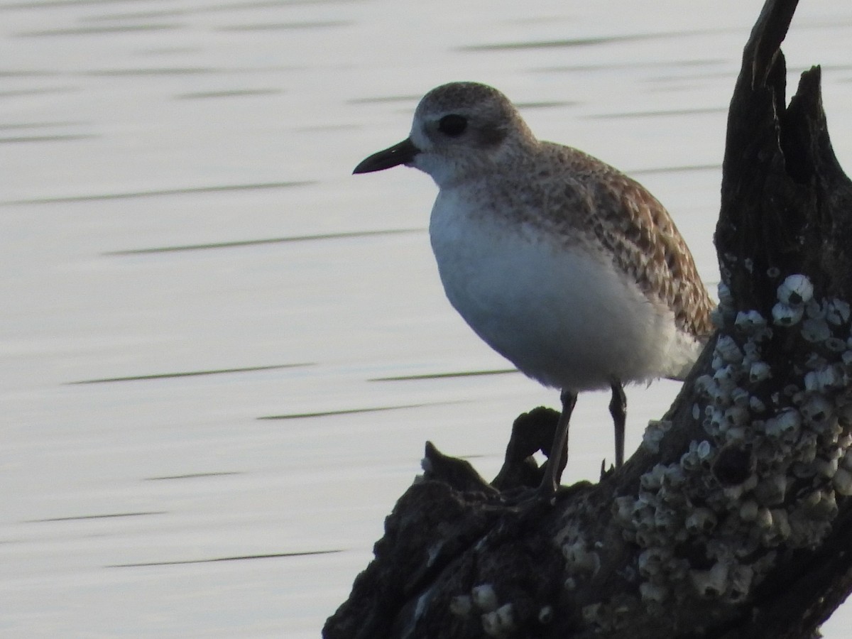 Black-bellied Plover - ML614306857