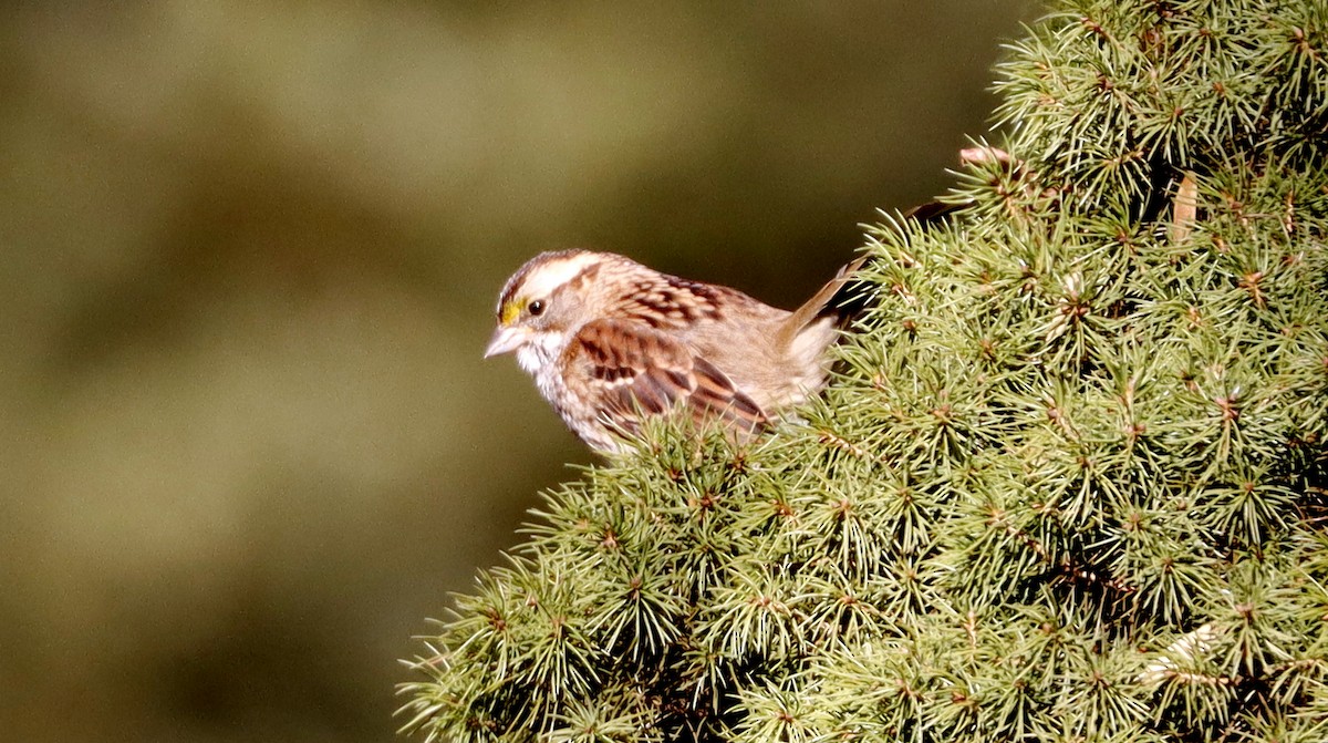 White-throated Sparrow - ML614306869