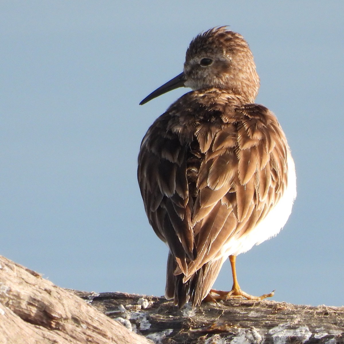 Least Sandpiper - ML614306891