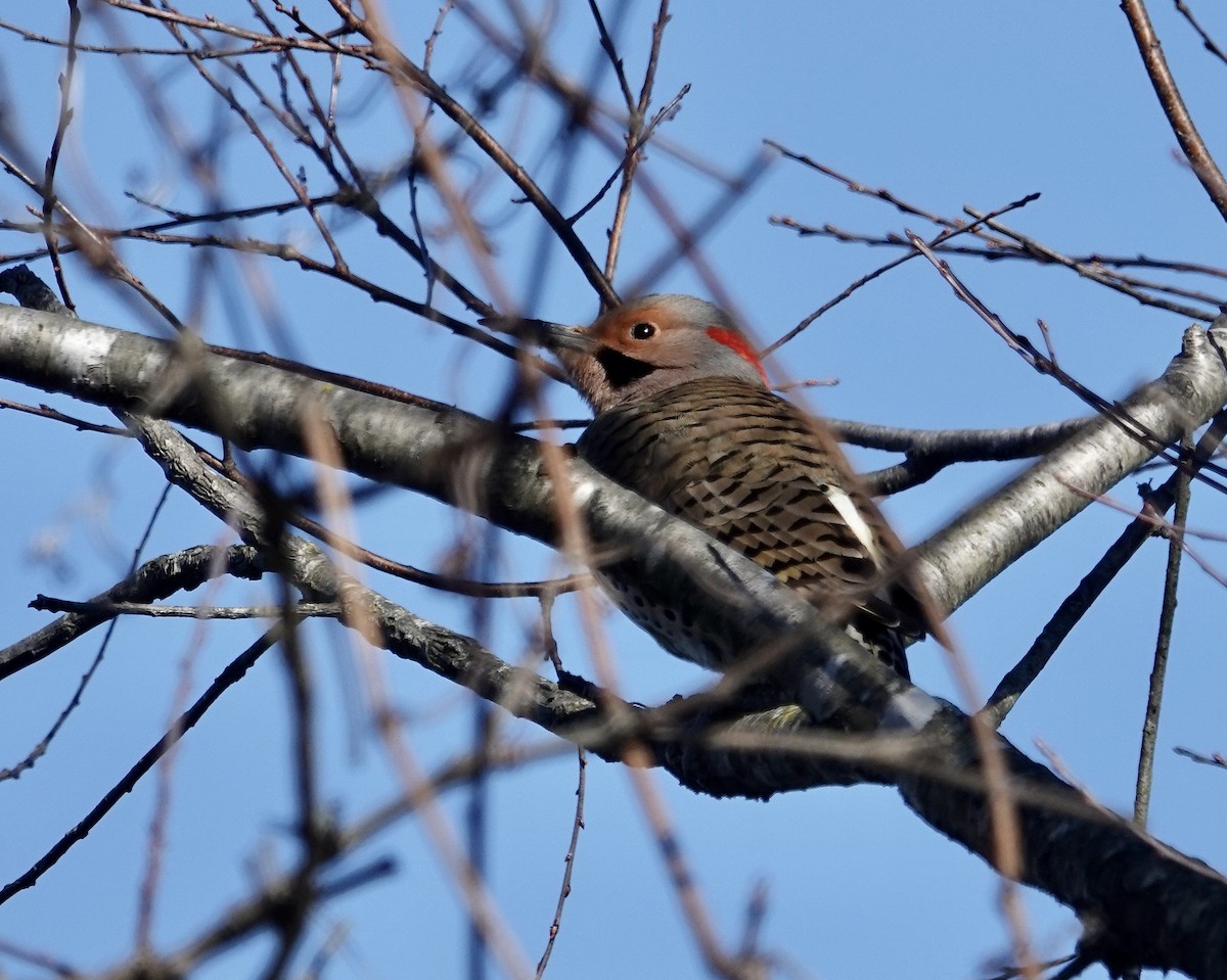 Northern Flicker - ML614306956