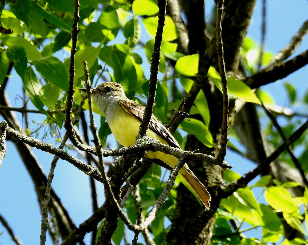 Great Crested Flycatcher - Sue Ascher