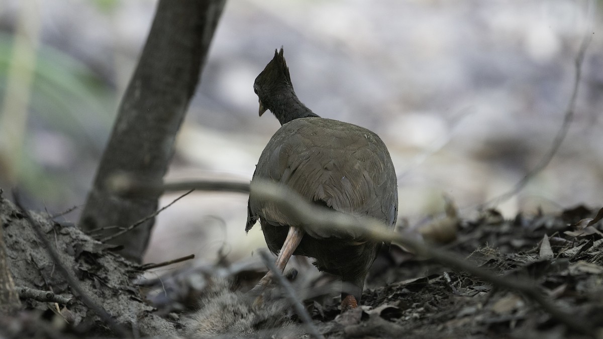 Rotbein-Großfußhuhn - ML614307025