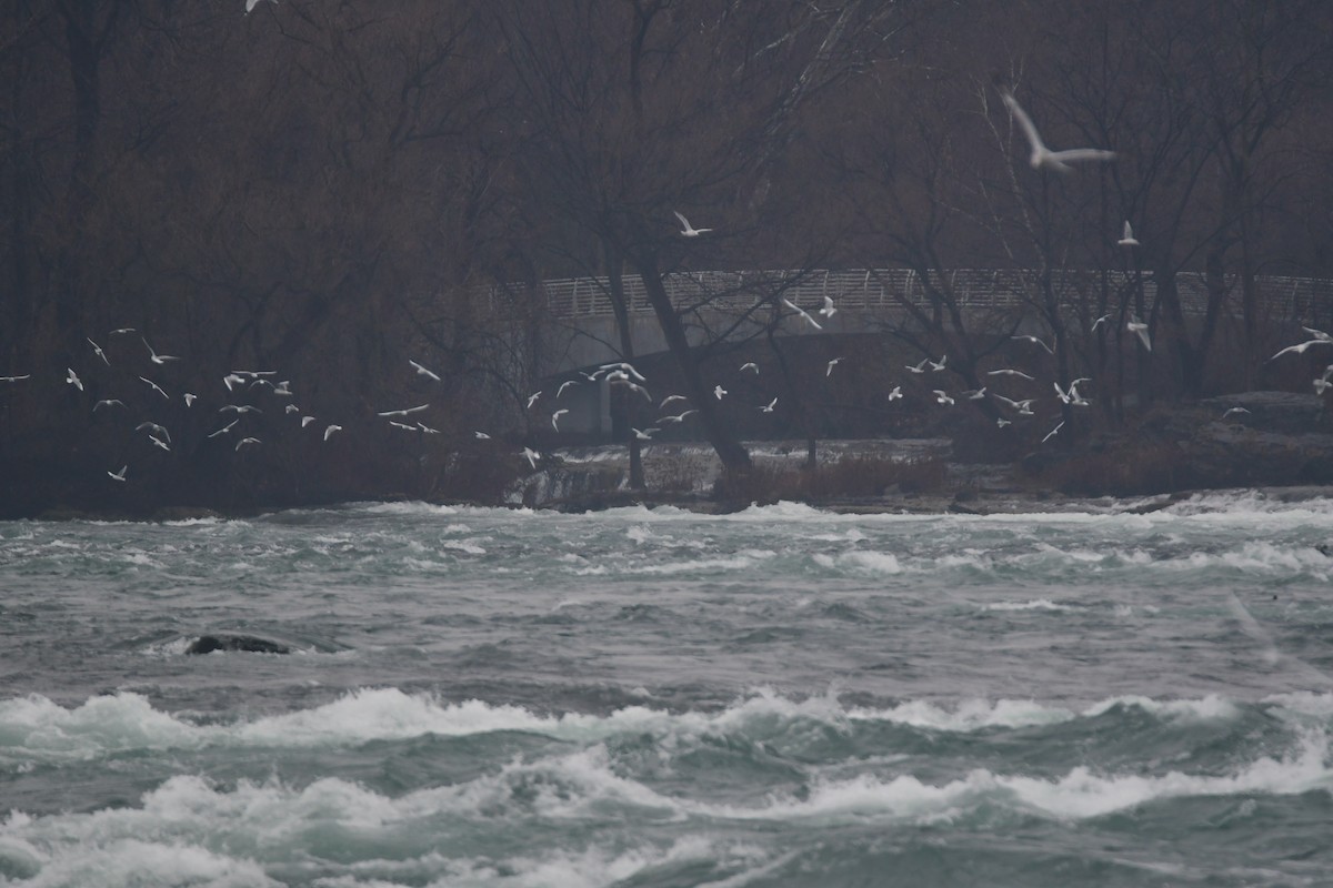 Bonaparte's Gull - Chaiby Leiman