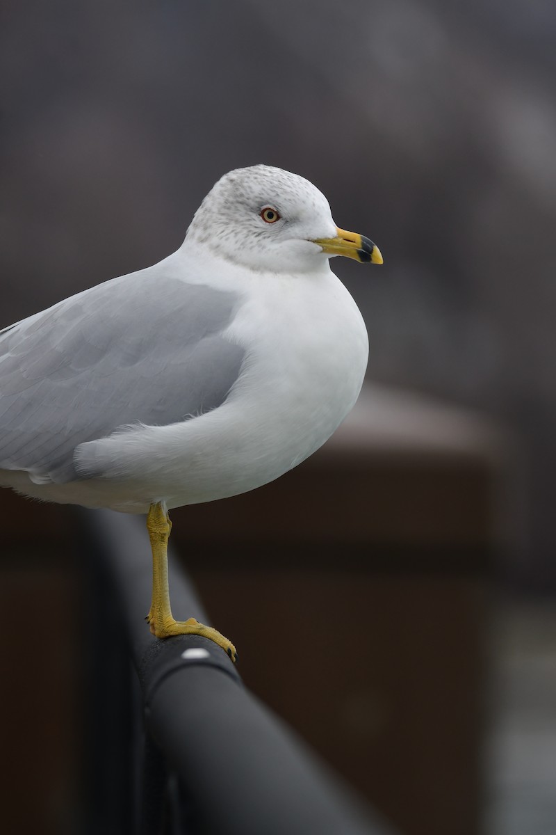 Ring-billed Gull - ML614307097