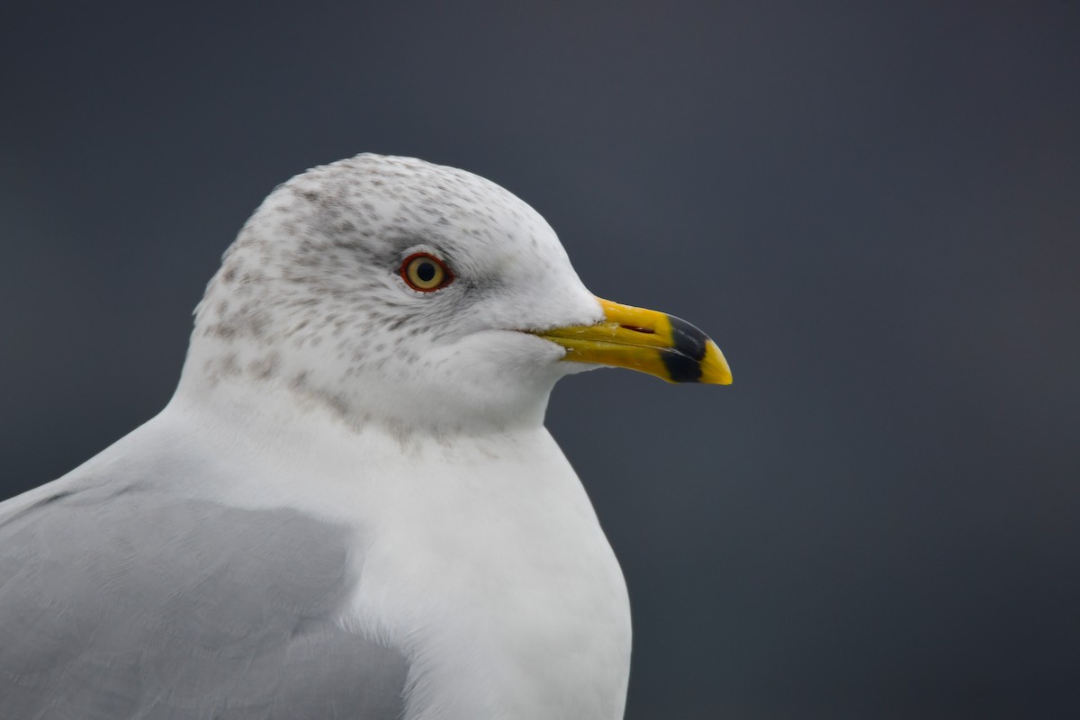 Ring-billed Gull - ML614307101