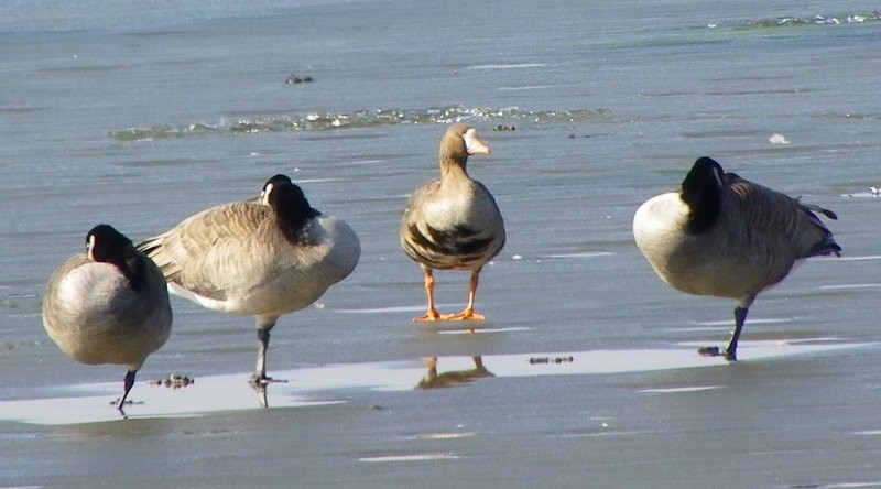 Greater White-fronted Goose - ML614307168