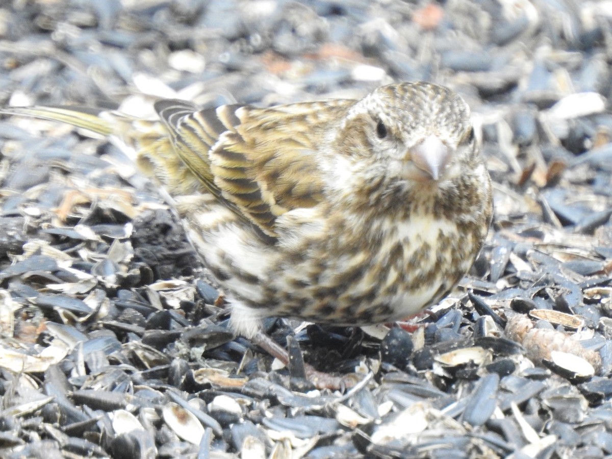 Purple Finch - ML614307188