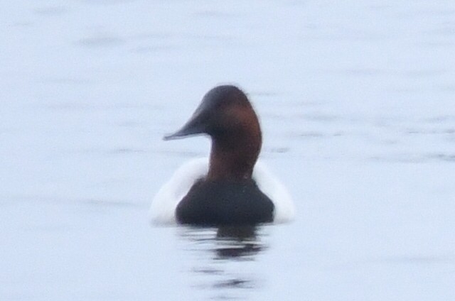 Canvasback - ML614307195