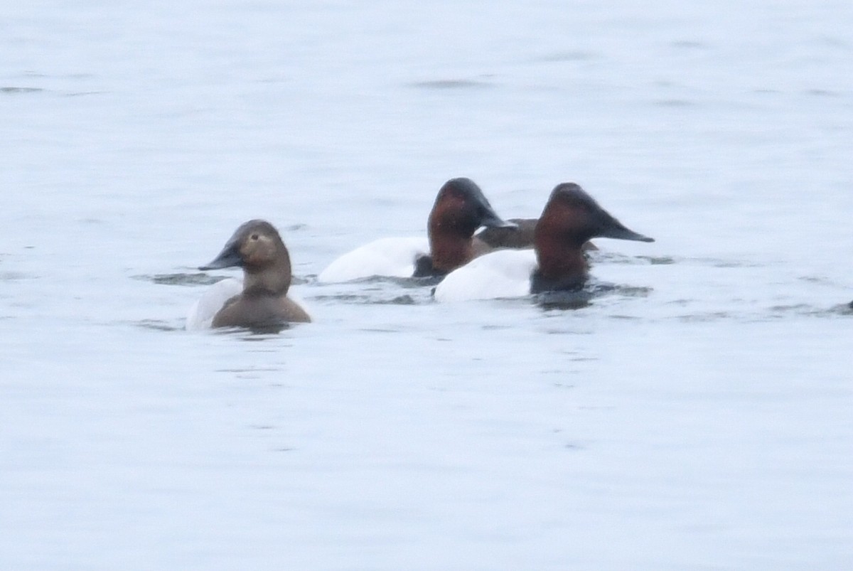 Canvasback - ML614307196