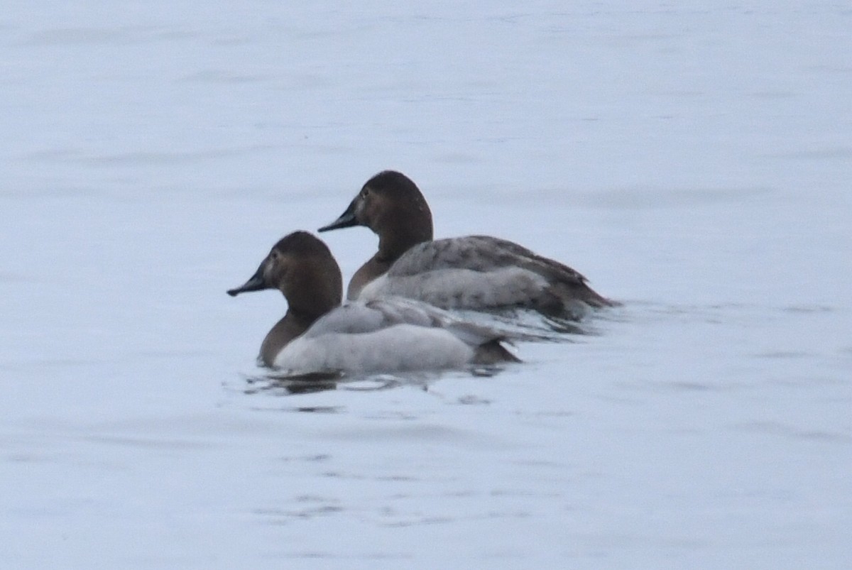 Canvasback - ML614307197