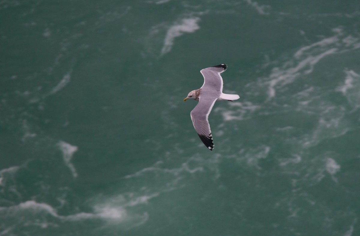 Herring Gull - Chaiby Leiman