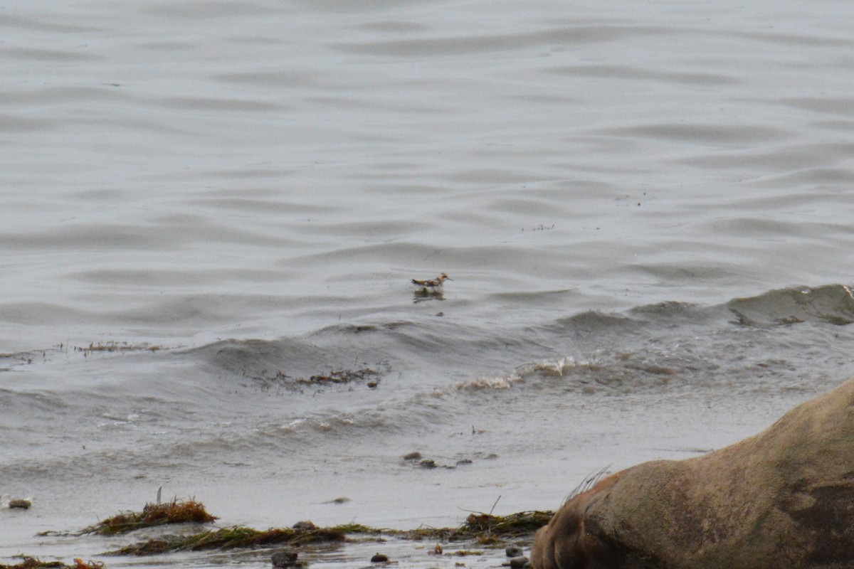 Phalarope à bec étroit - ML614307321