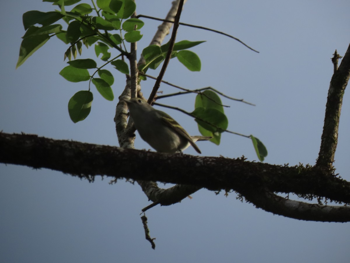 Mountain Elaenia - John Gaglione